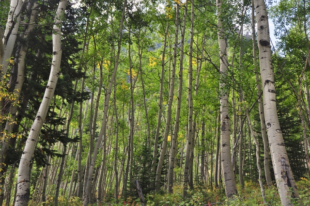 a stand of aspen trees